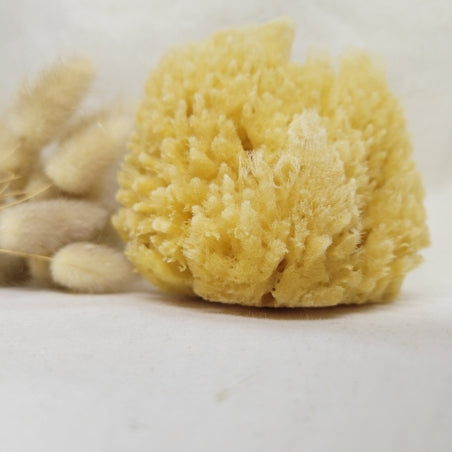 Éponge de mer 100% naturelle et biodégradable sélectionnée par la Savonnerie Elise, accessoire de bain durable et écologique
